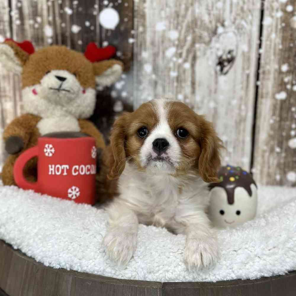 Male Cavalier King Charles Spaniel Puppy for Sale in Saugus, MA