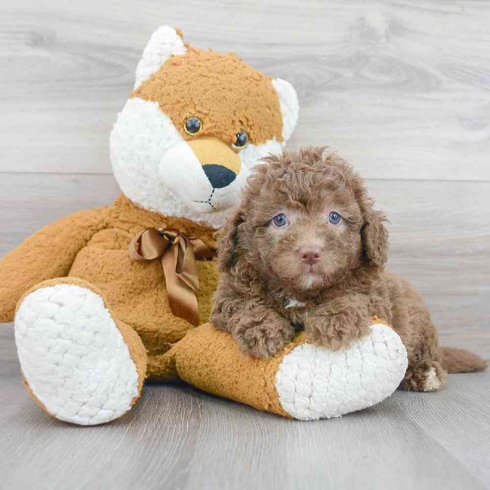 mini-labradoodle-stapleton-5200119258792230.jpg