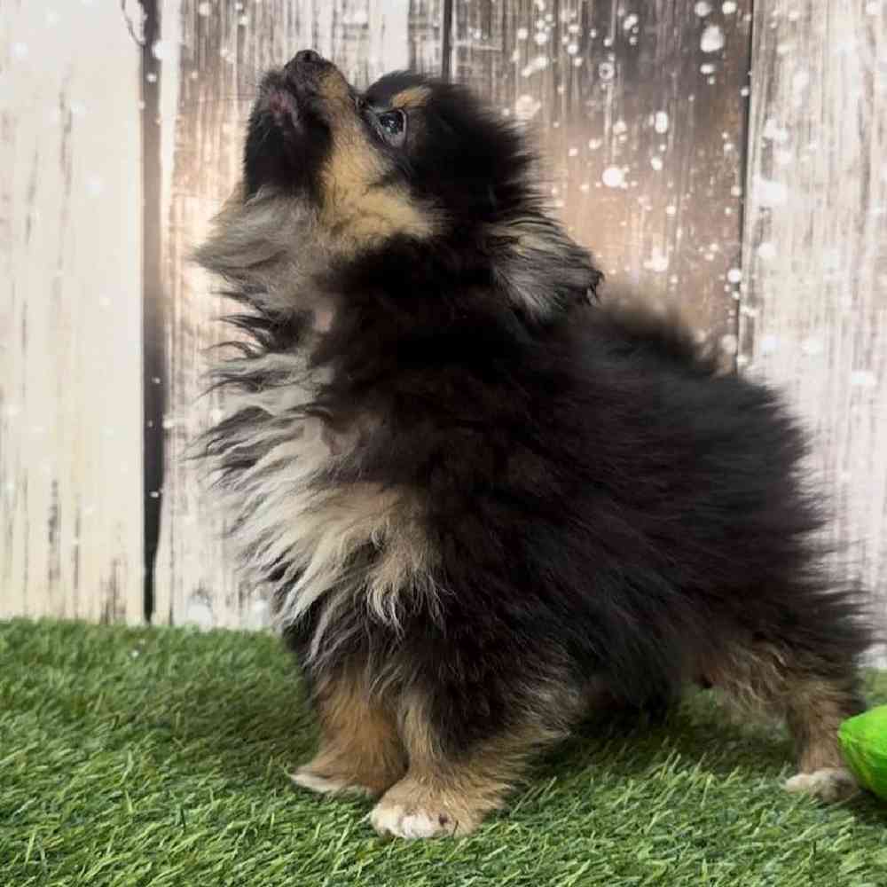 Male Pomeranian Puppy for Sale in Saugus, MA