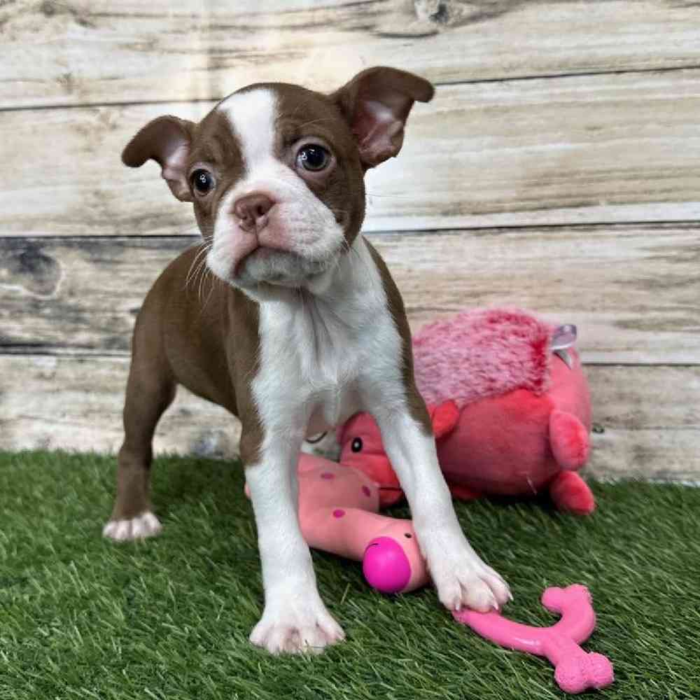 Female Boston Terrier Puppy for Sale in Saugus, MA