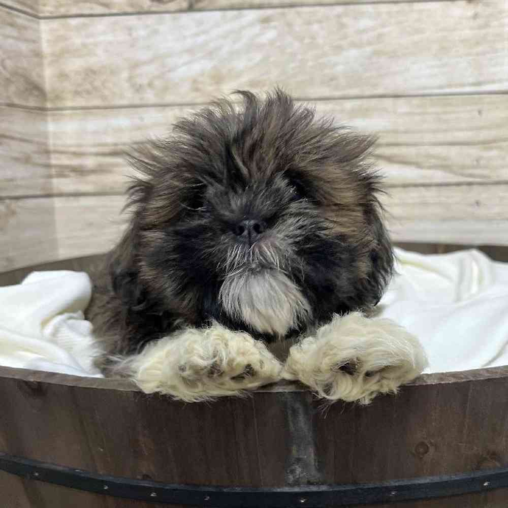 Female Lhasa Apso Puppy for Sale in Saugus, MA