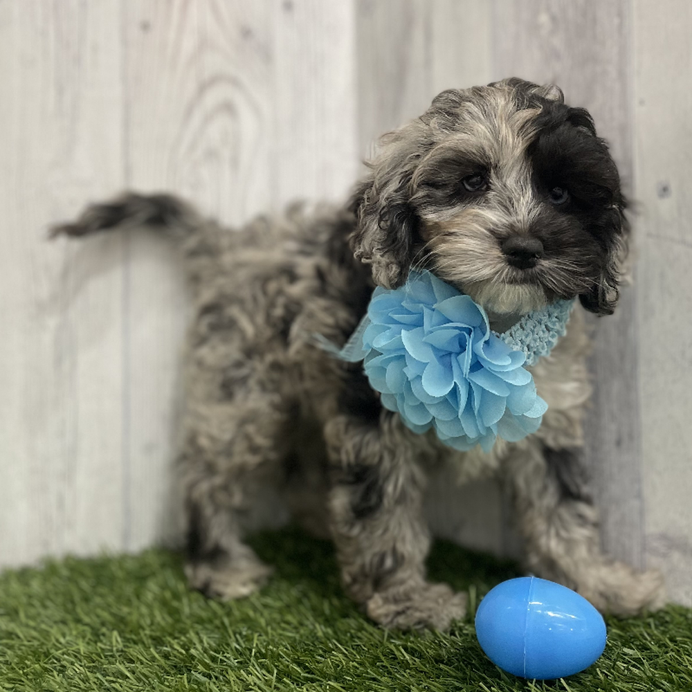 Female Cockapoo Puppy for Sale in Braintree, MA