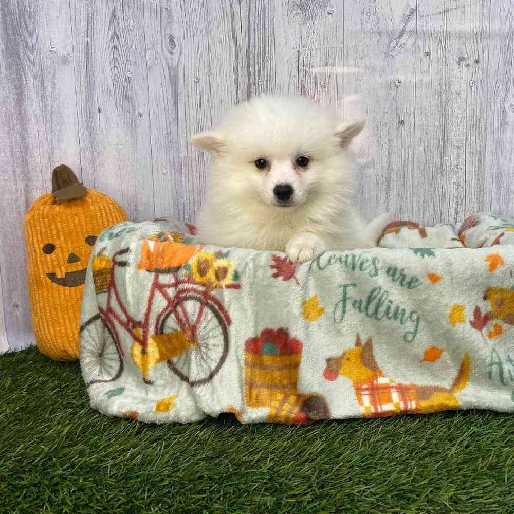 Female American Eskimo Puppy for Sale in Saugus, MA