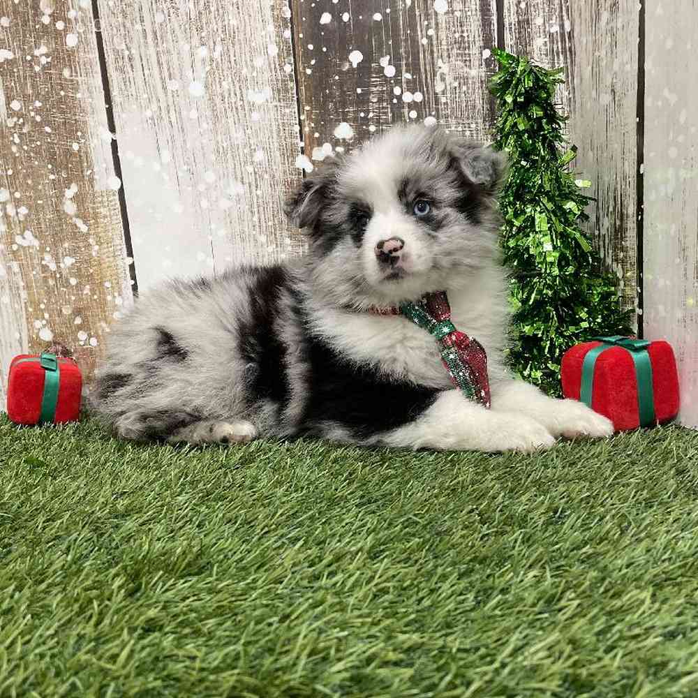 Male Mini Aussie Puppy for Sale in Braintree, MA