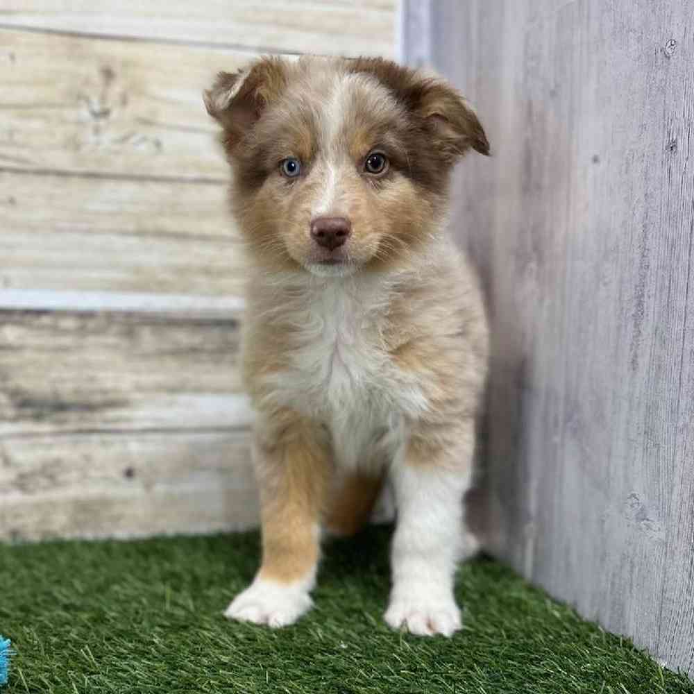 Male Miniature Australian Shepherd Puppy for Sale in Saugus, MA