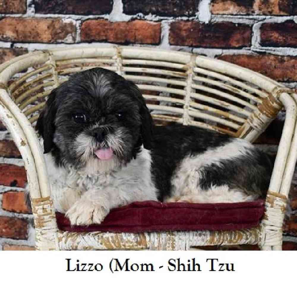 Male Shih-Poo Puppy for Sale in Saugus, MA