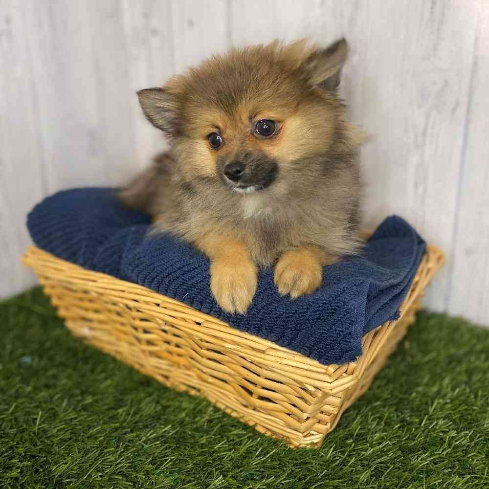 Male Pomeranian Puppy for Sale in Saugus, MA