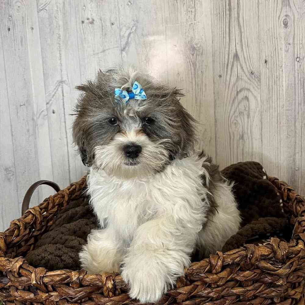 Female Shih-Poo Puppy for Sale in Saugus, MA