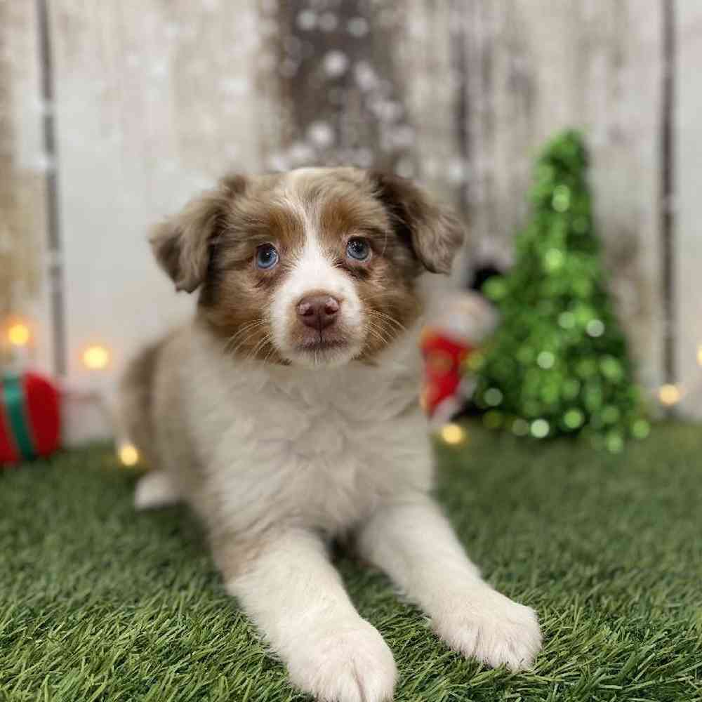 Female Australian Shepherd Puppy for Sale in Braintree, MA