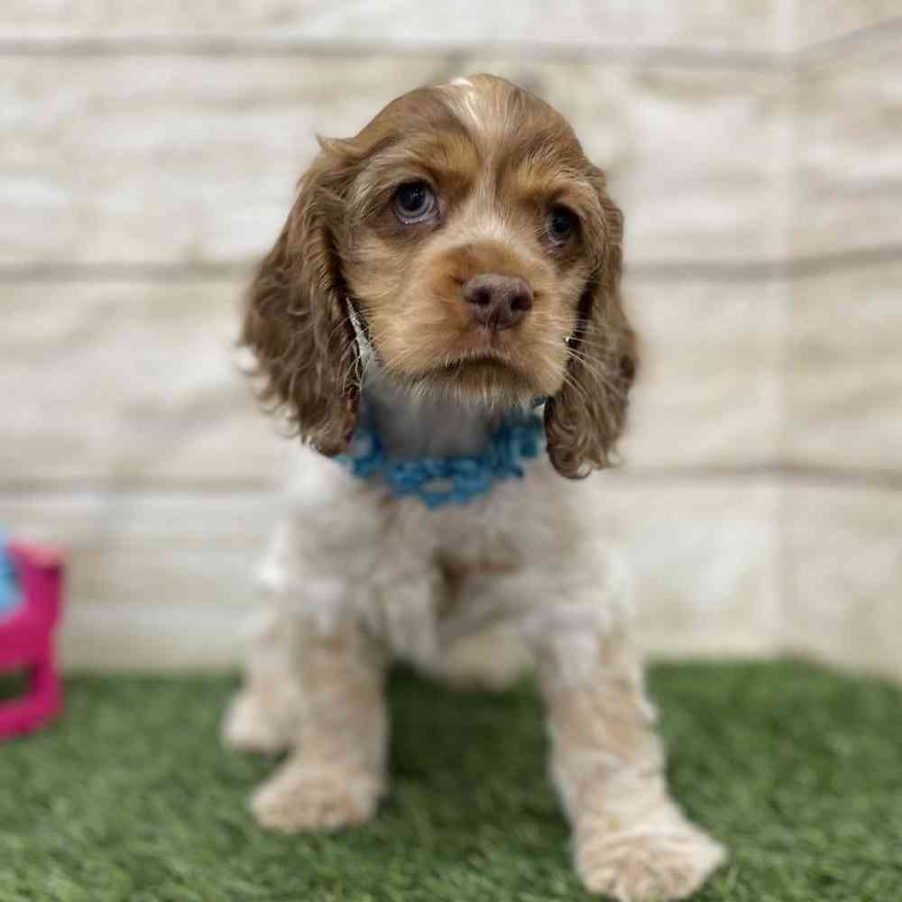 Female Cocker Spaniel Puppy for Sale in Braintree, MA