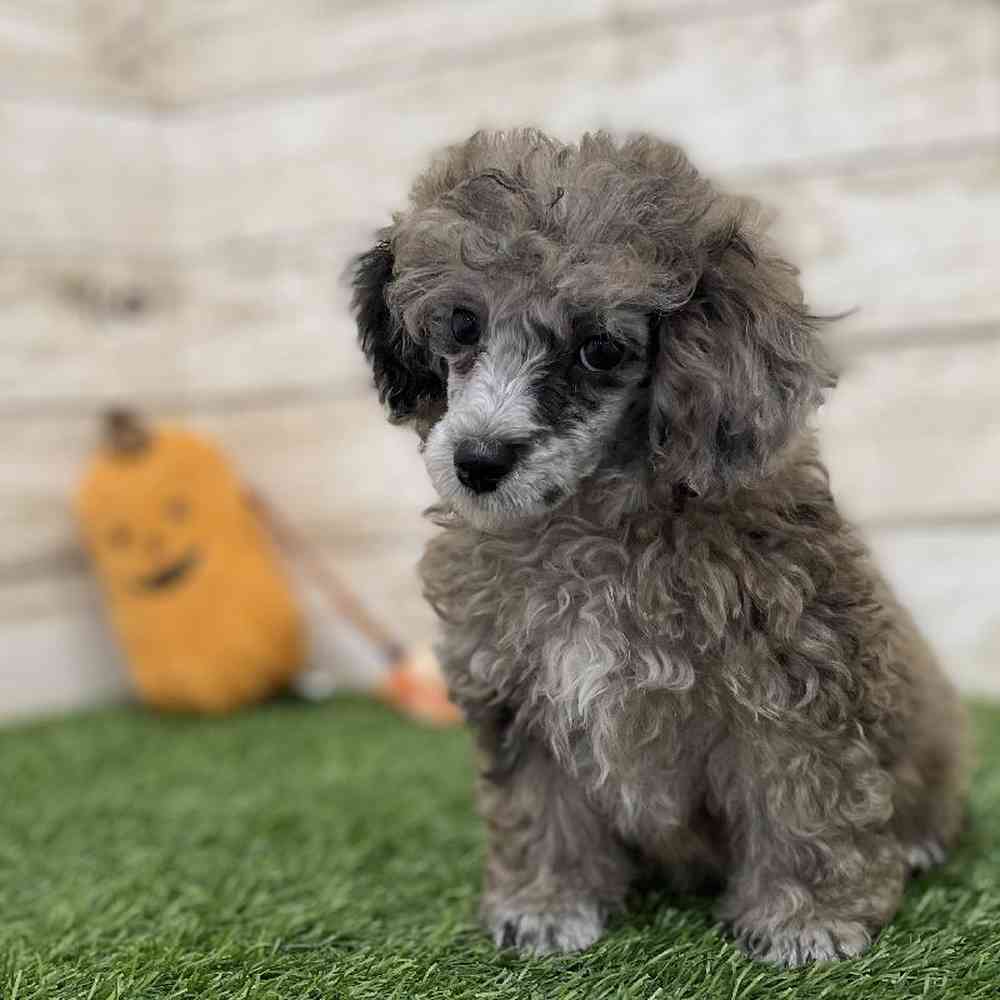 Female Poodle Toy Puppy for Sale in Braintree, MA