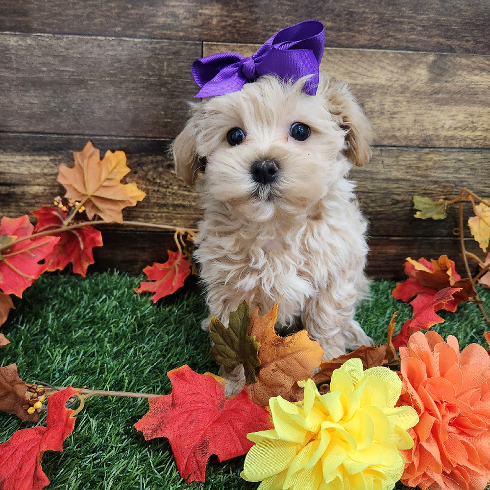 Female Malti-Poo Puppy for Sale in Braintree, MA
