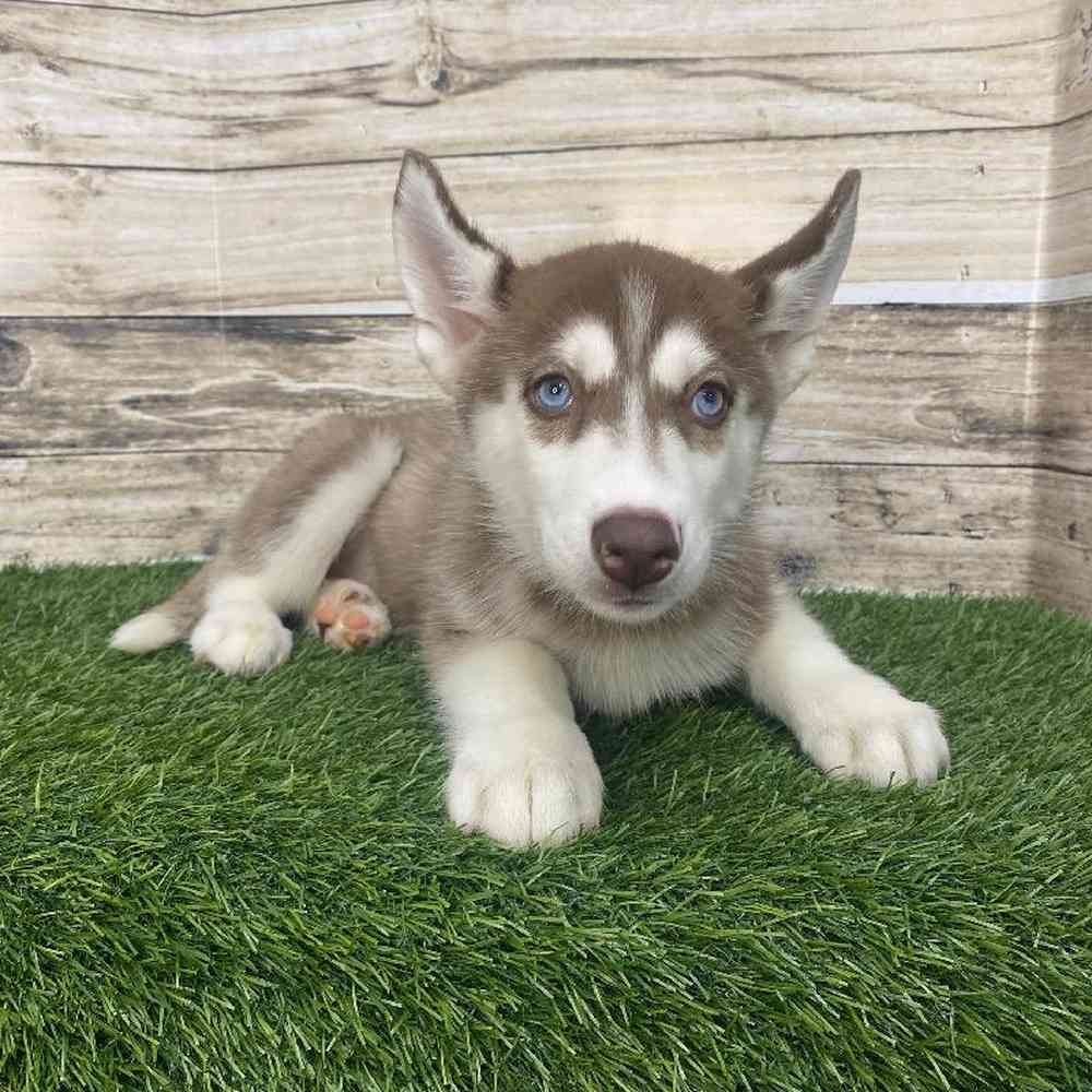 Female Huskimo Puppy for Sale in Saugus, MA