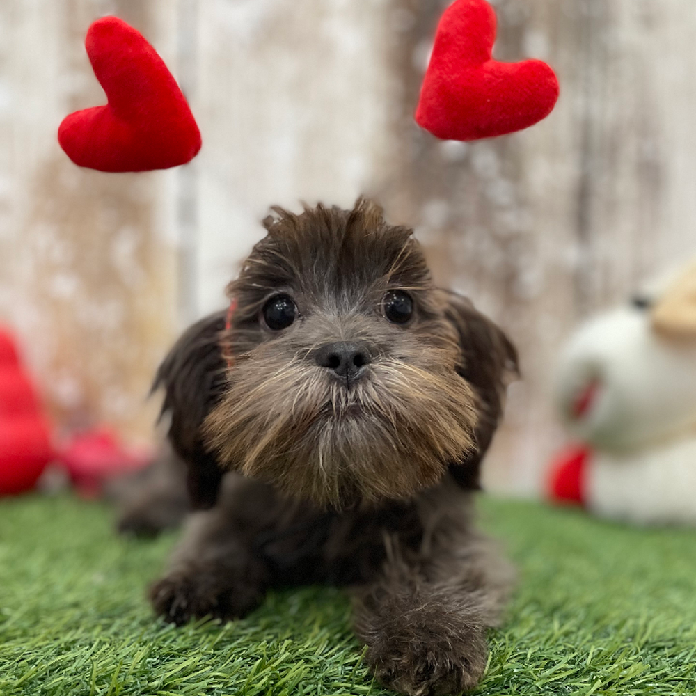 Female Malshi Puppy for Sale in Braintree, MA