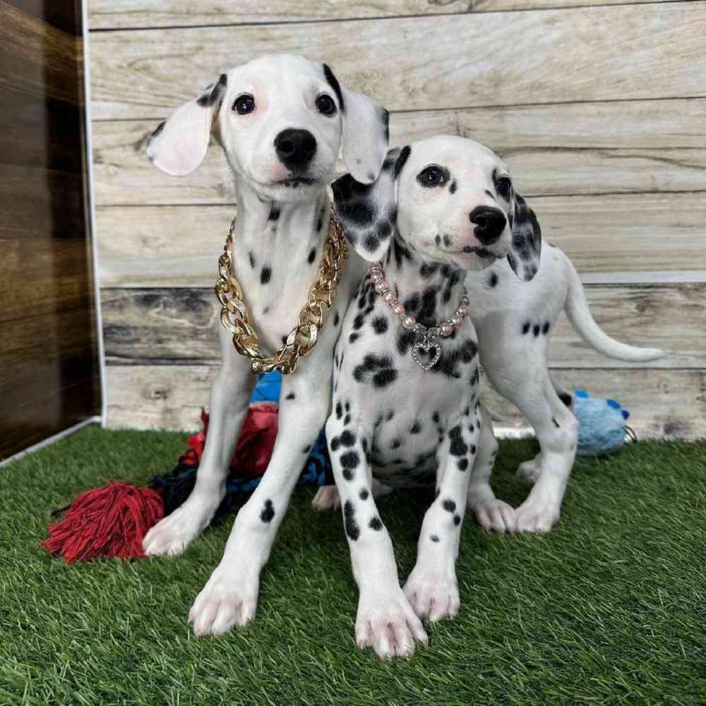 Female Dalmatian Puppy for Sale in Saugus, MA