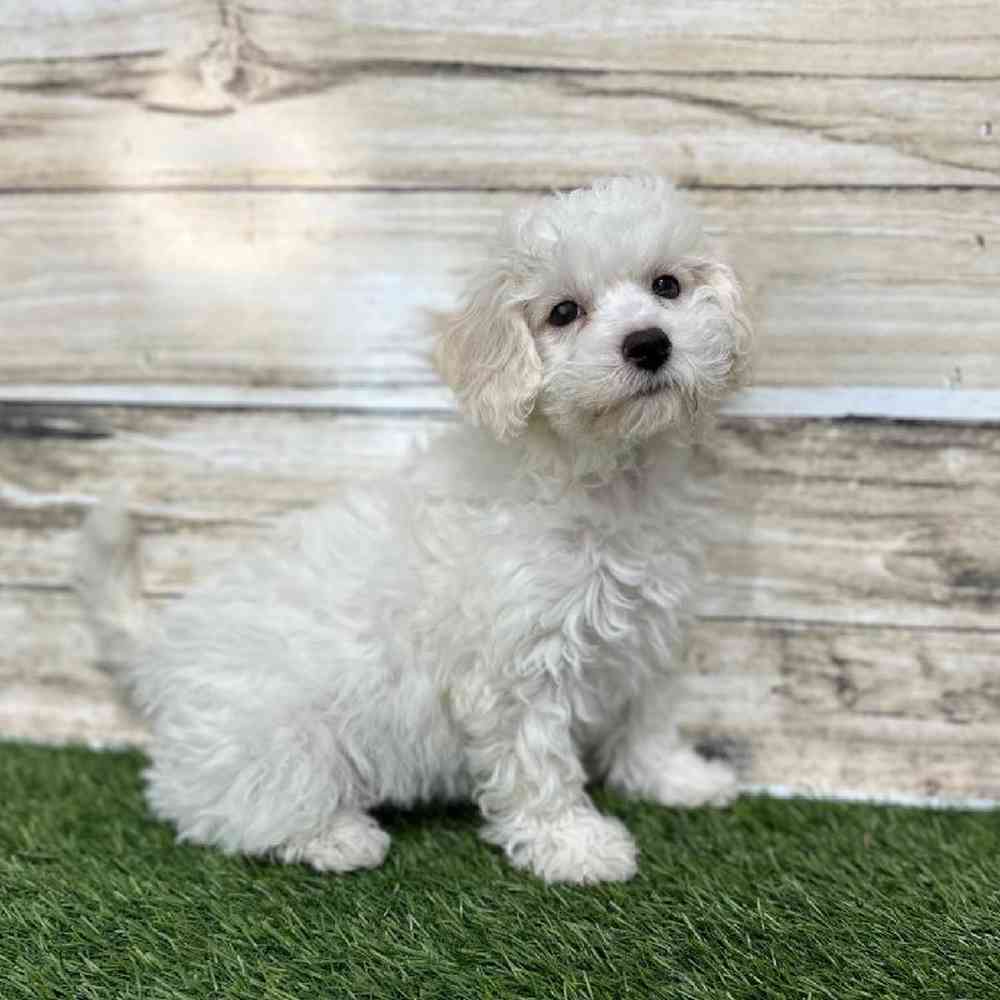 Female Cavachon Puppy for Sale in Saugus, MA