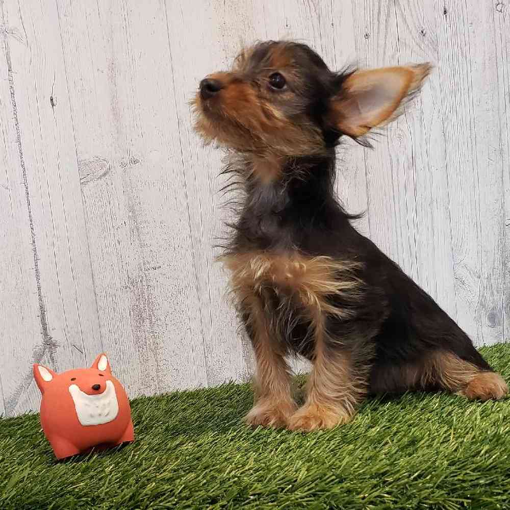 Male Yorkshire Terrier Puppy for sale