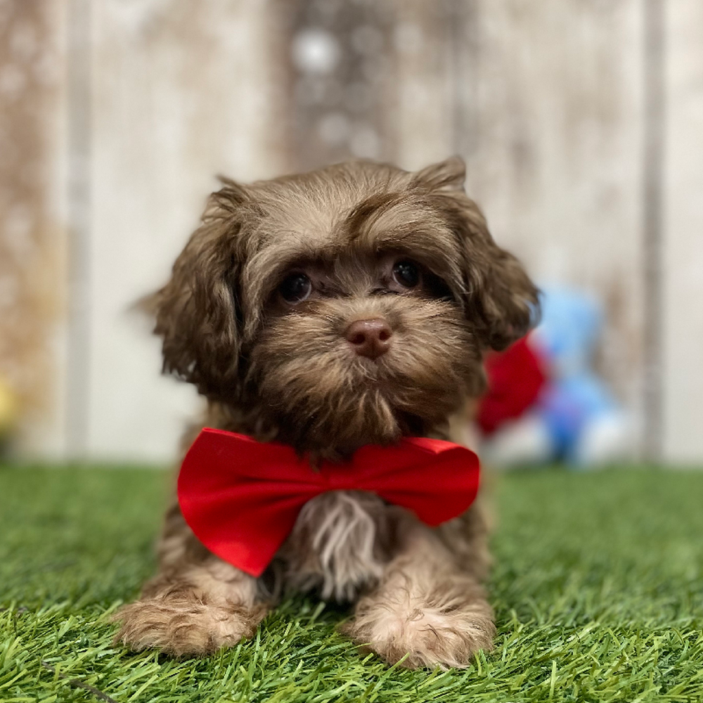 Male Havanese Puppy for Sale in Braintree, MA