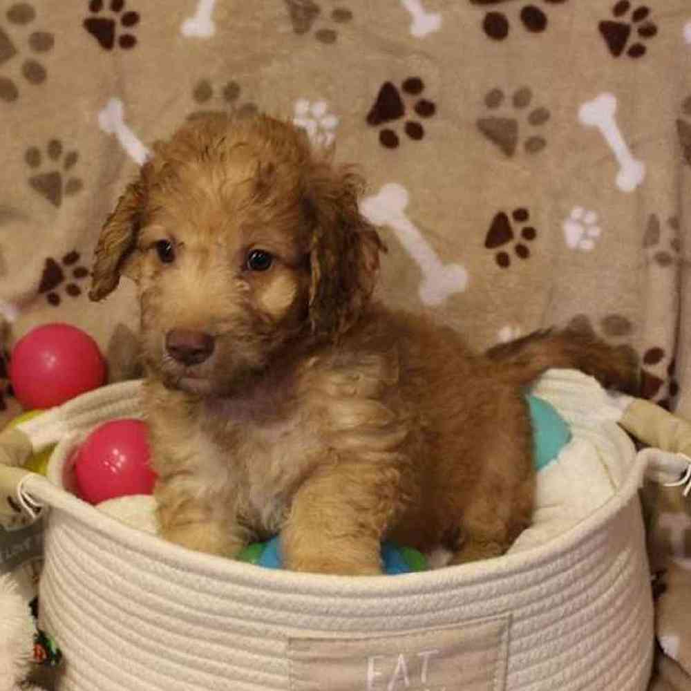 Male Mini Goldendoodle Puppy for sale