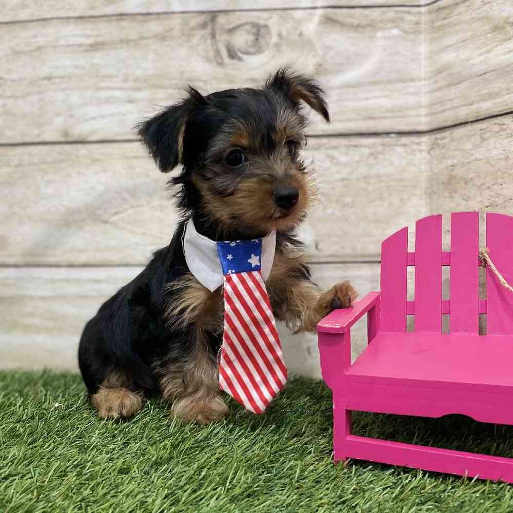 Male Chorkie Puppy for Sale in Braintree, MA