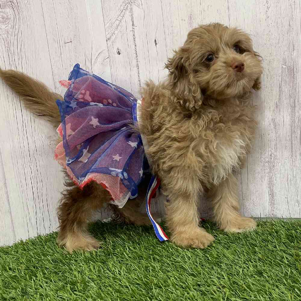 Female Cockapoo 2nd Gen Puppy for Sale in Braintree, MA