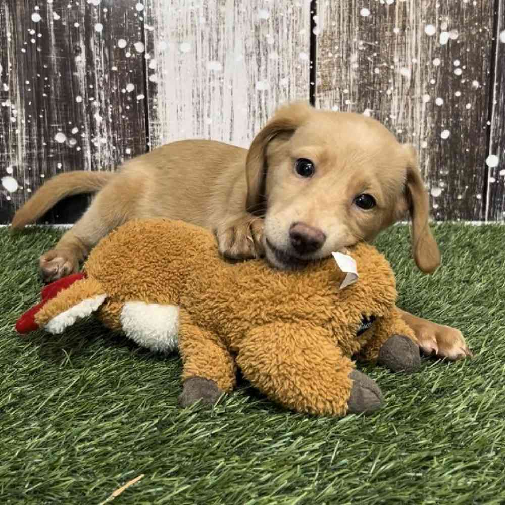 Female Mini Labradoodle 2nd Gen Puppy for Sale in Saugus, MA