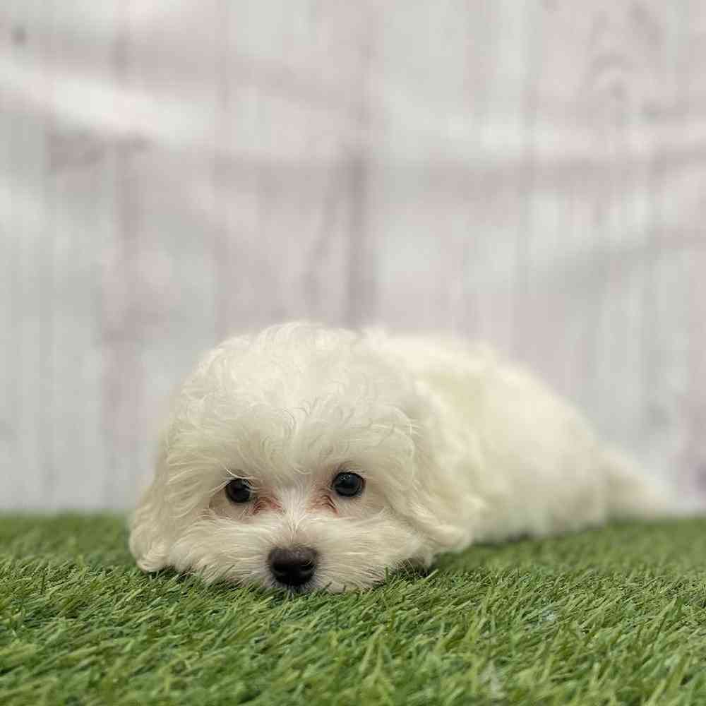 Male Malti-Poo Puppy for Sale in Braintree, MA