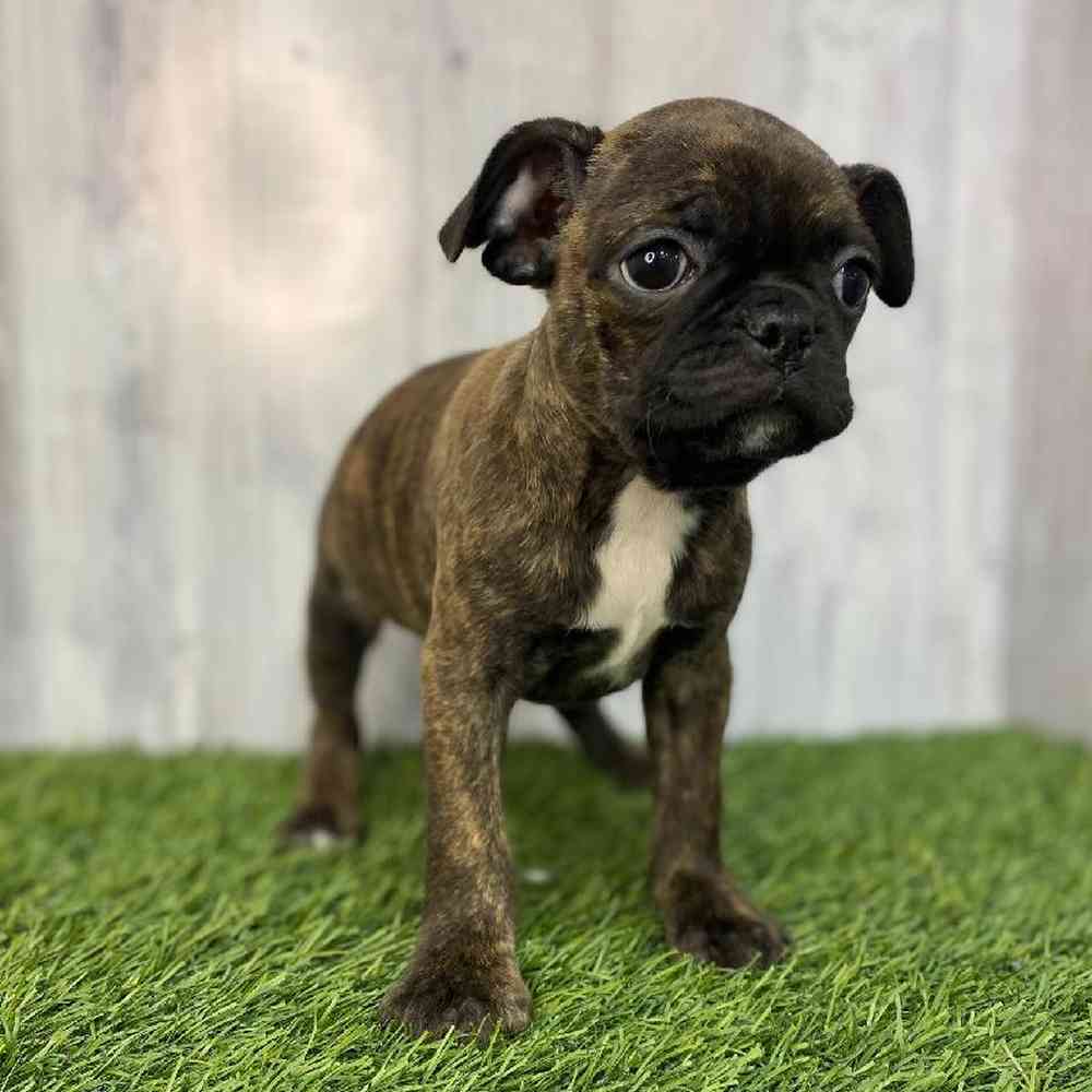 Female Bugg Puppy for Sale in Saugus, MA