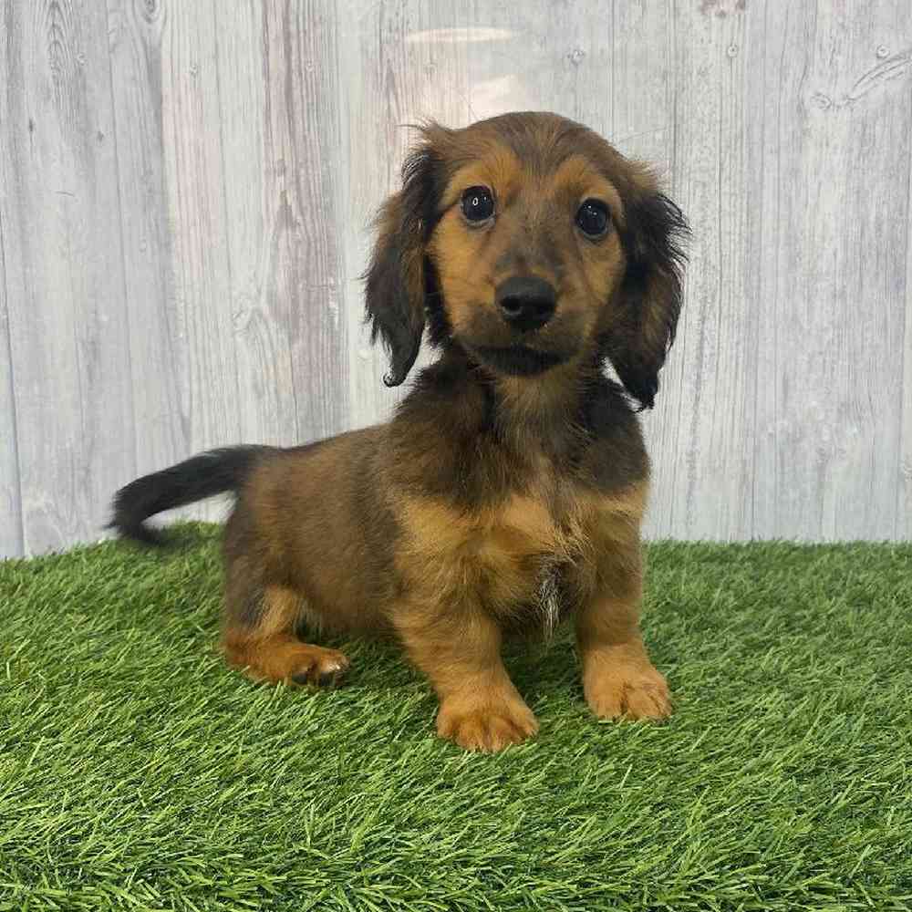 Female Dachshund Puppy for Sale in Saugus, MA