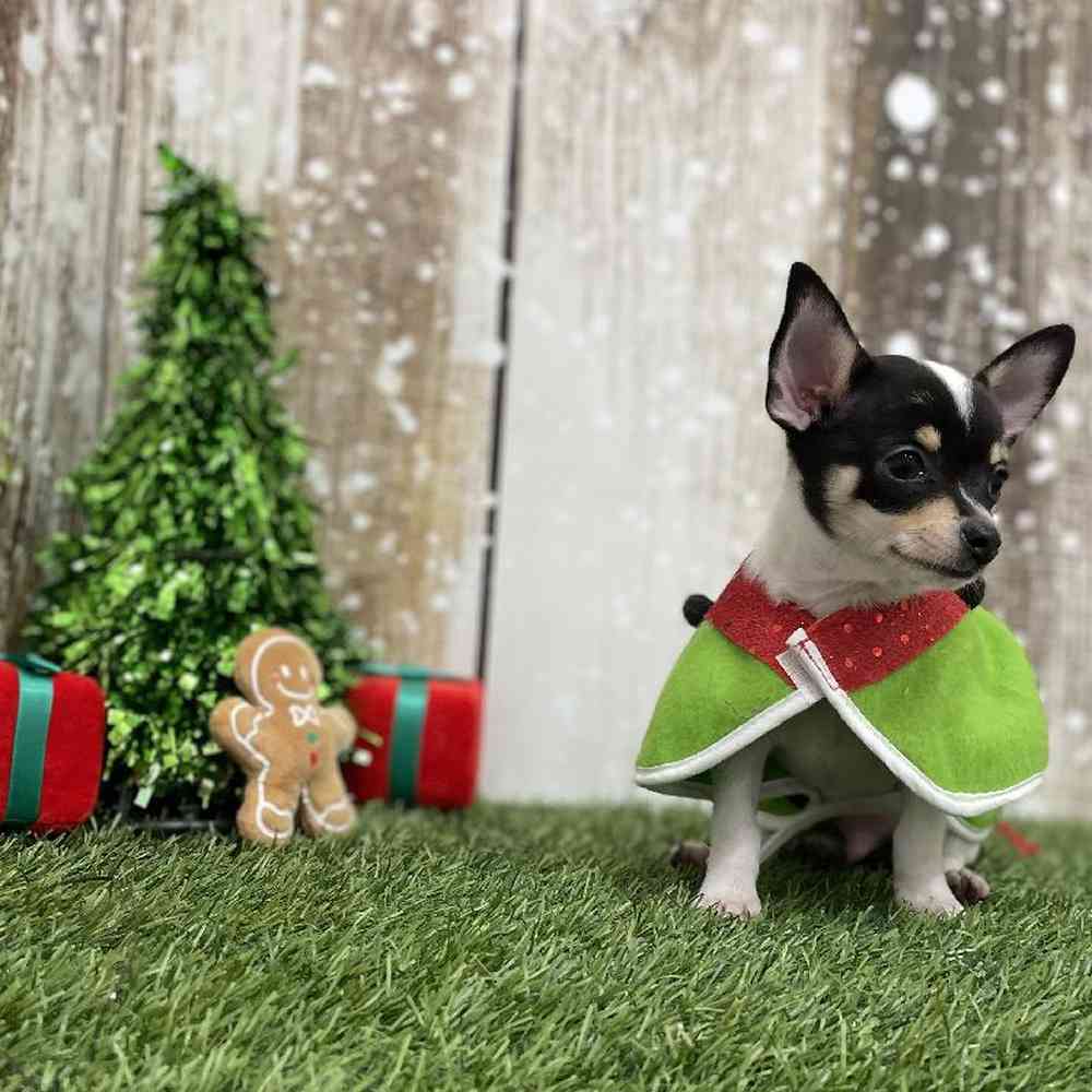 Male Chihuahua Puppy for Sale in Braintree, MA