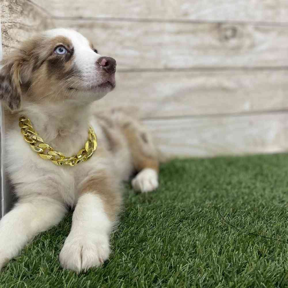 Male Miniature Australian Shepherd Puppy for Sale in Braintree, MA