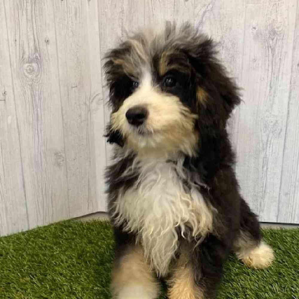 Female Mini Bernedoodle Puppy for sale