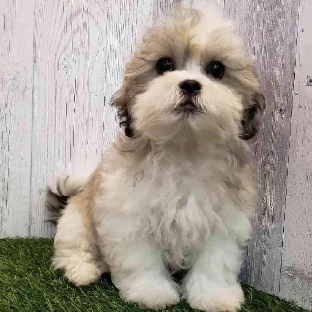Male Teddy Bear (Zuchon) Puppy for sale