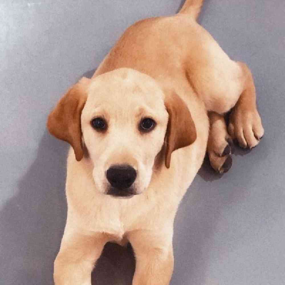 Male Labrador Retriever Puppy for sale