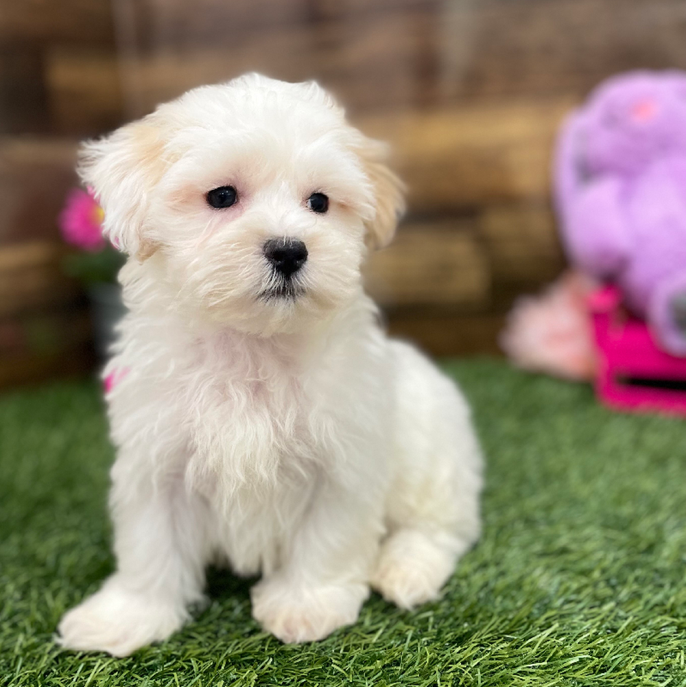 Male Malti-Poo Puppy for Sale in Braintree, MA