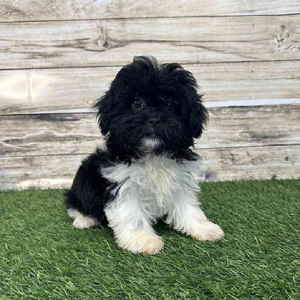 Female Shih-Poo Puppy for Sale in Saugus, MA