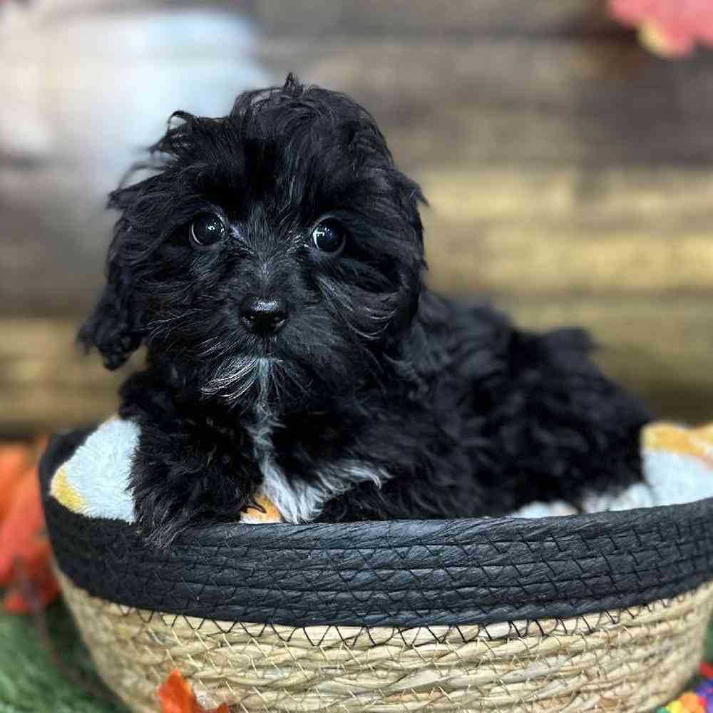 Male Malti-Poo Puppy for Sale in Saugus, MA