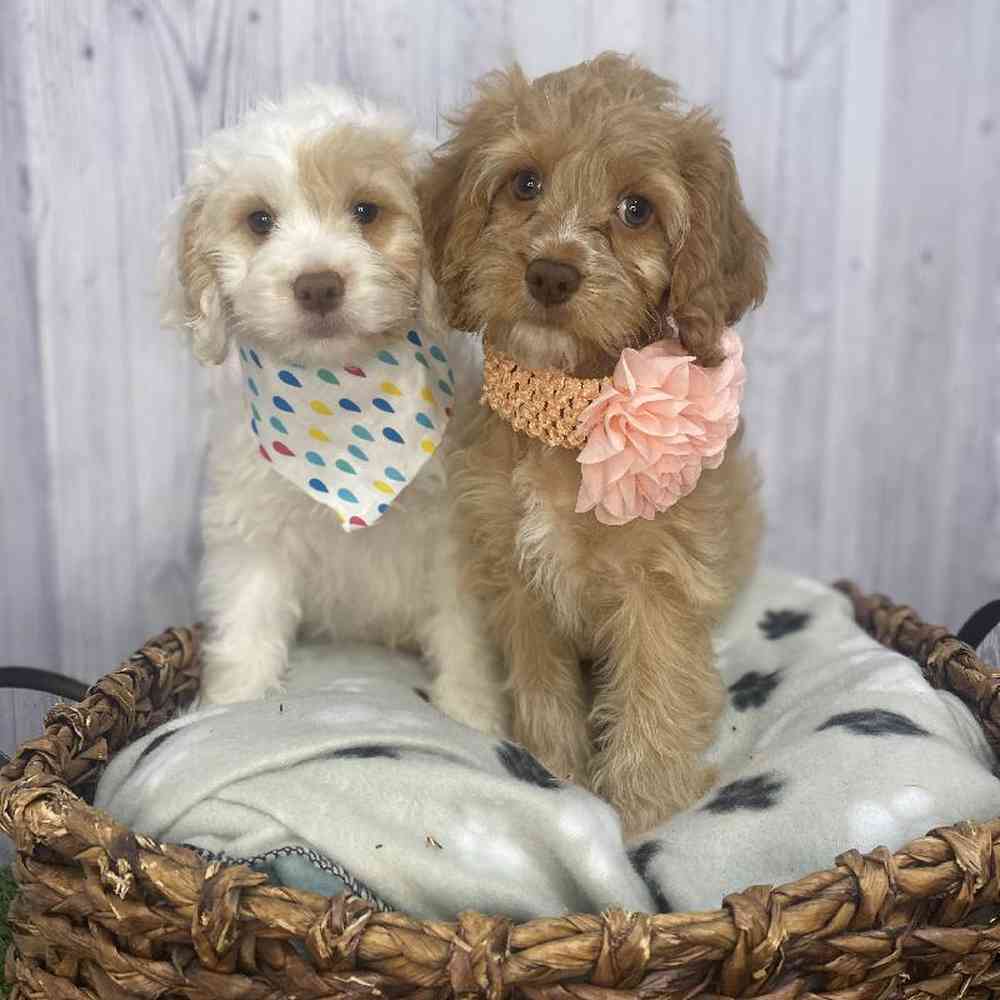 Female Cockapoo Puppy for Sale in Saugus, MA