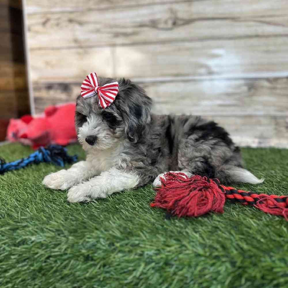 Female Mini Sheepadoodle 2nd Gen Puppy for Sale in Saugus, MA