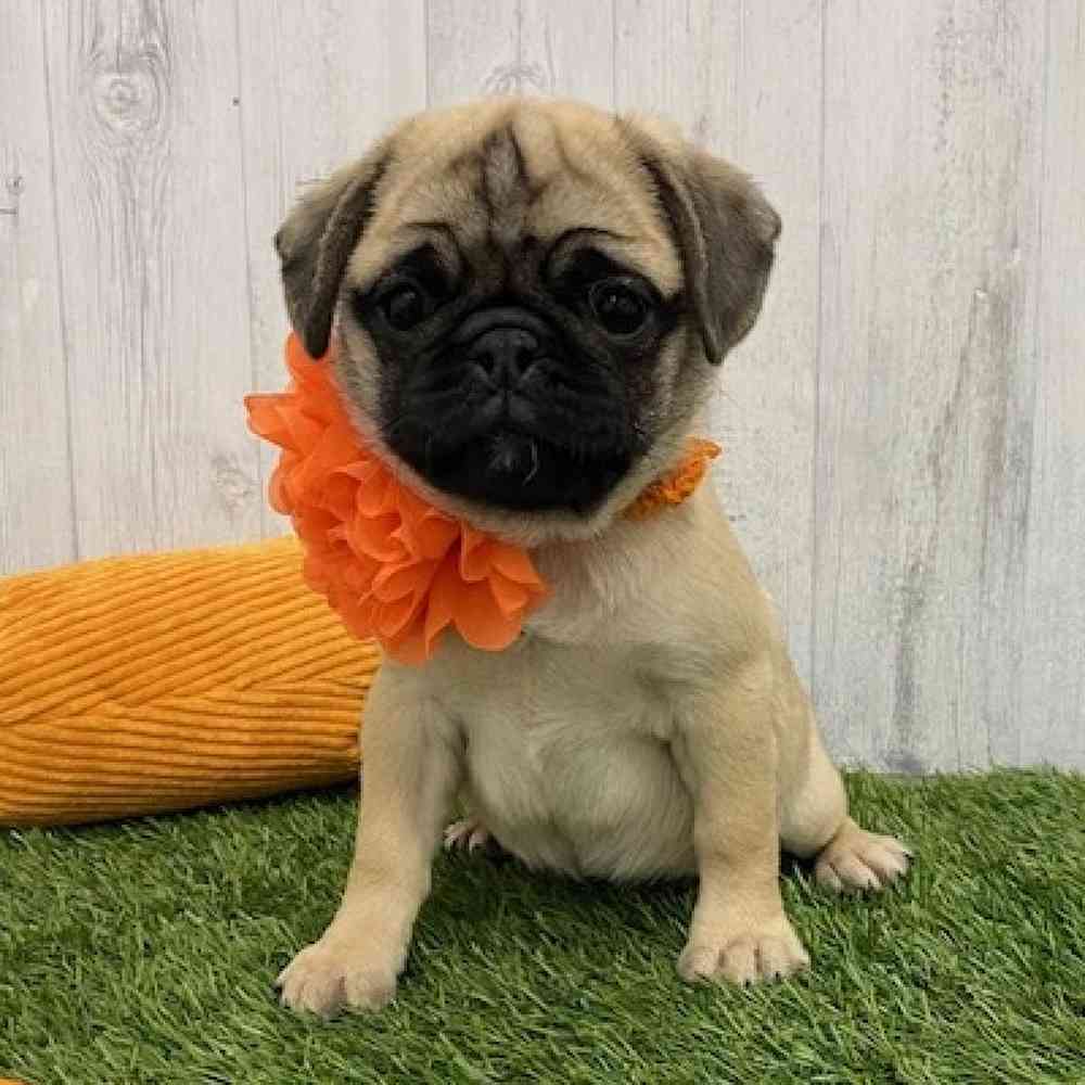 Female Pug Puppy for Sale in Braintree, MA