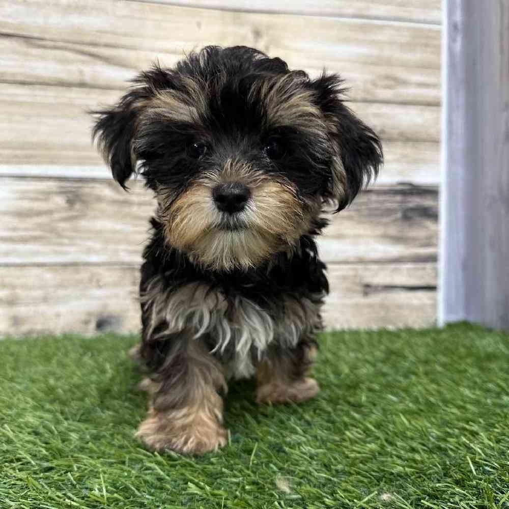Male Morkie Puppy for Sale in Saugus, MA