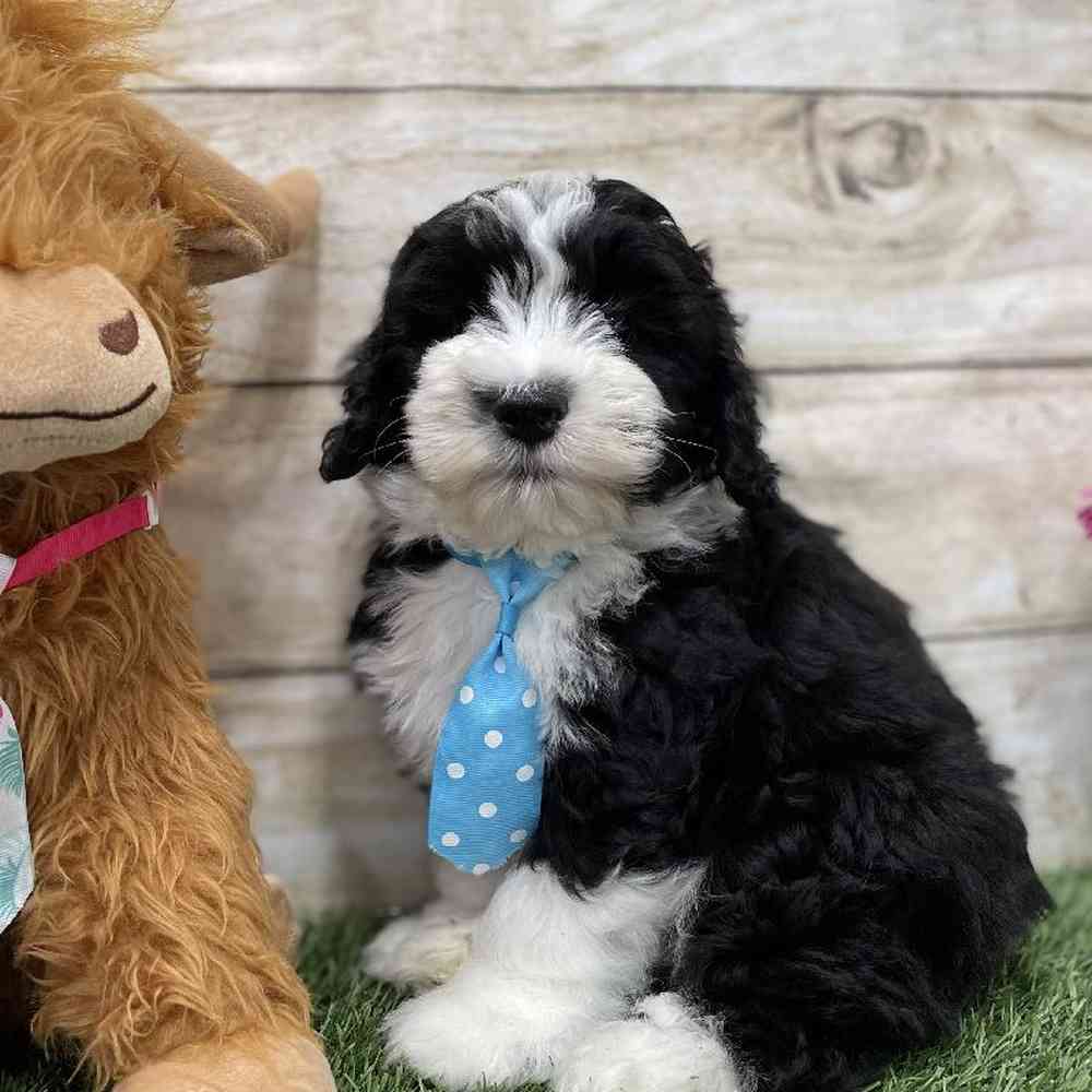 Male Mini Sheepadoodle Puppy for Sale in Braintree, MA