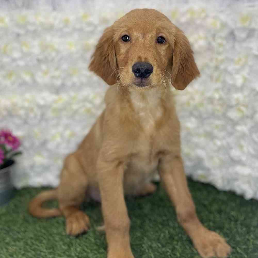Male Golden Retriever Puppy for Sale in Braintree, MA