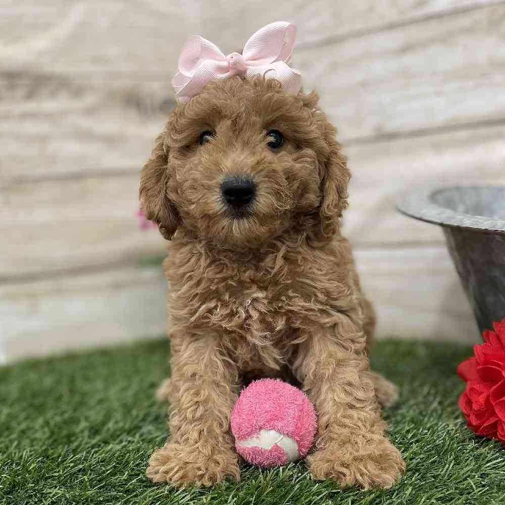 Female Mini Labradoodle 2nd Gen Puppy for Sale in Braintree, MA