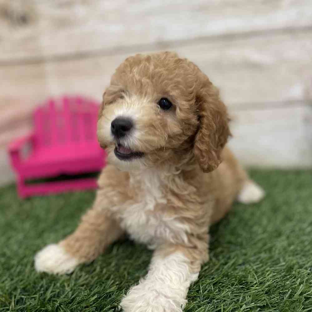 Female Poodle (MINI) Puppy for Sale in Braintree, MA