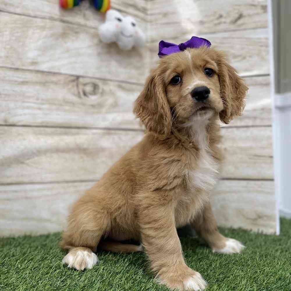 Female Golden Cocker Retriever Puppy for Sale in Braintree, MA