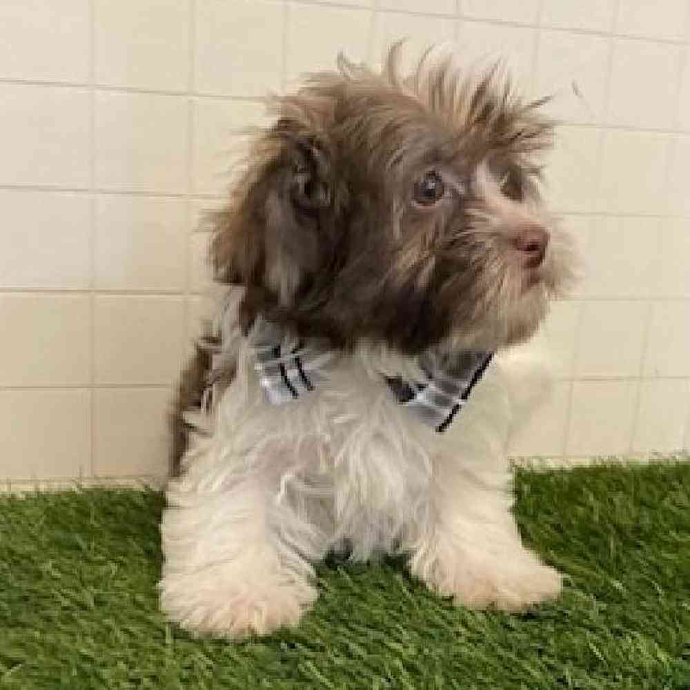 Male Havanese Puppy for sale