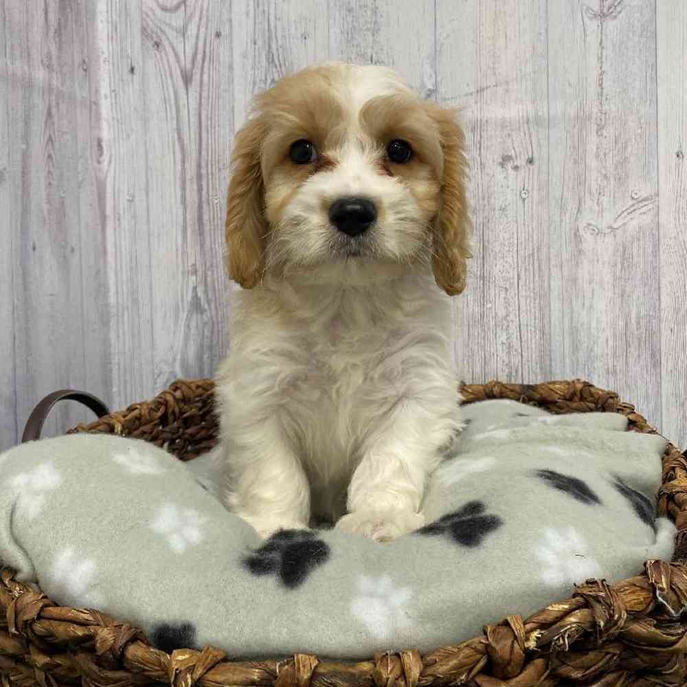 Male Cavachon Puppy for Sale in Saugus, MA