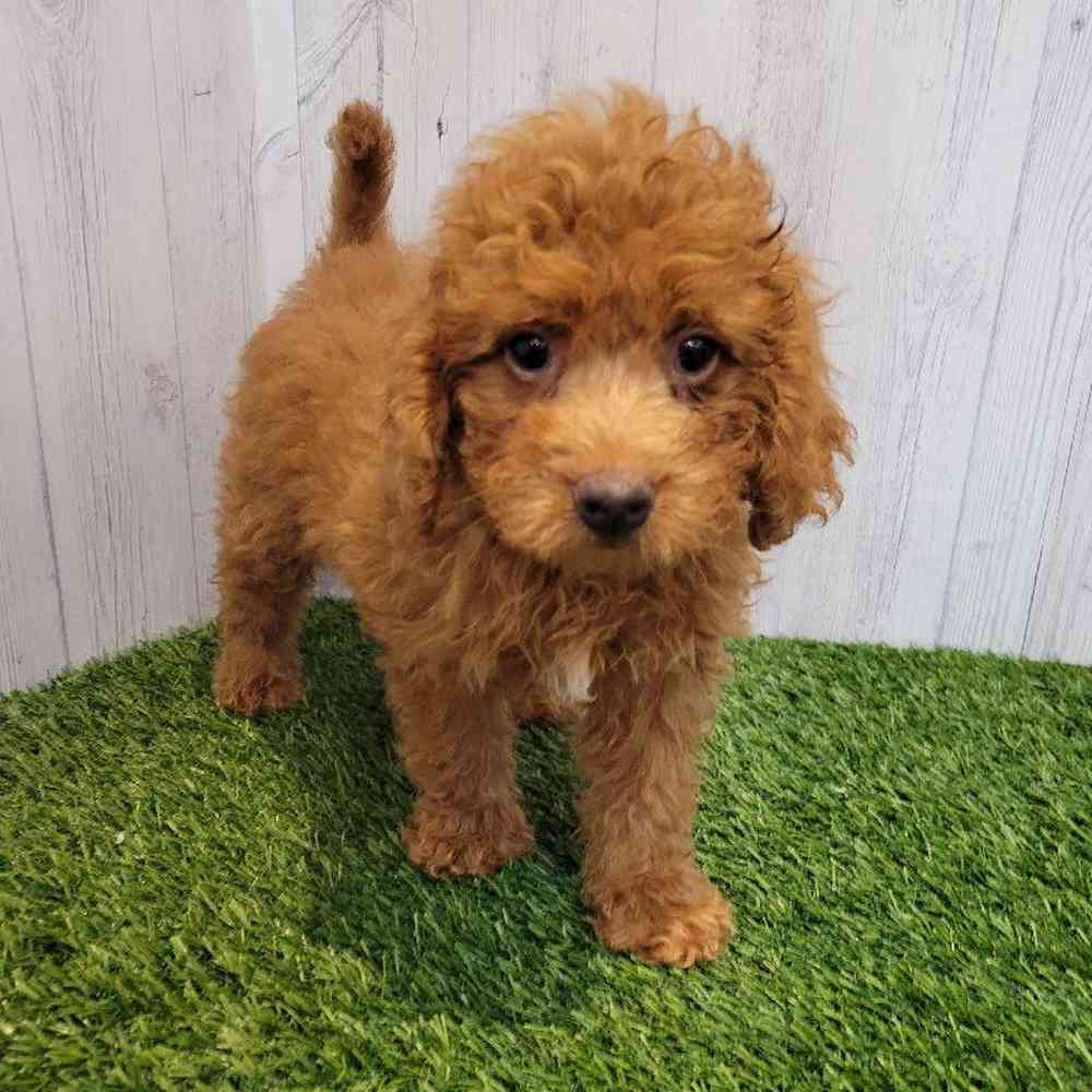 Female Mini Goldendoodle Puppy for sale