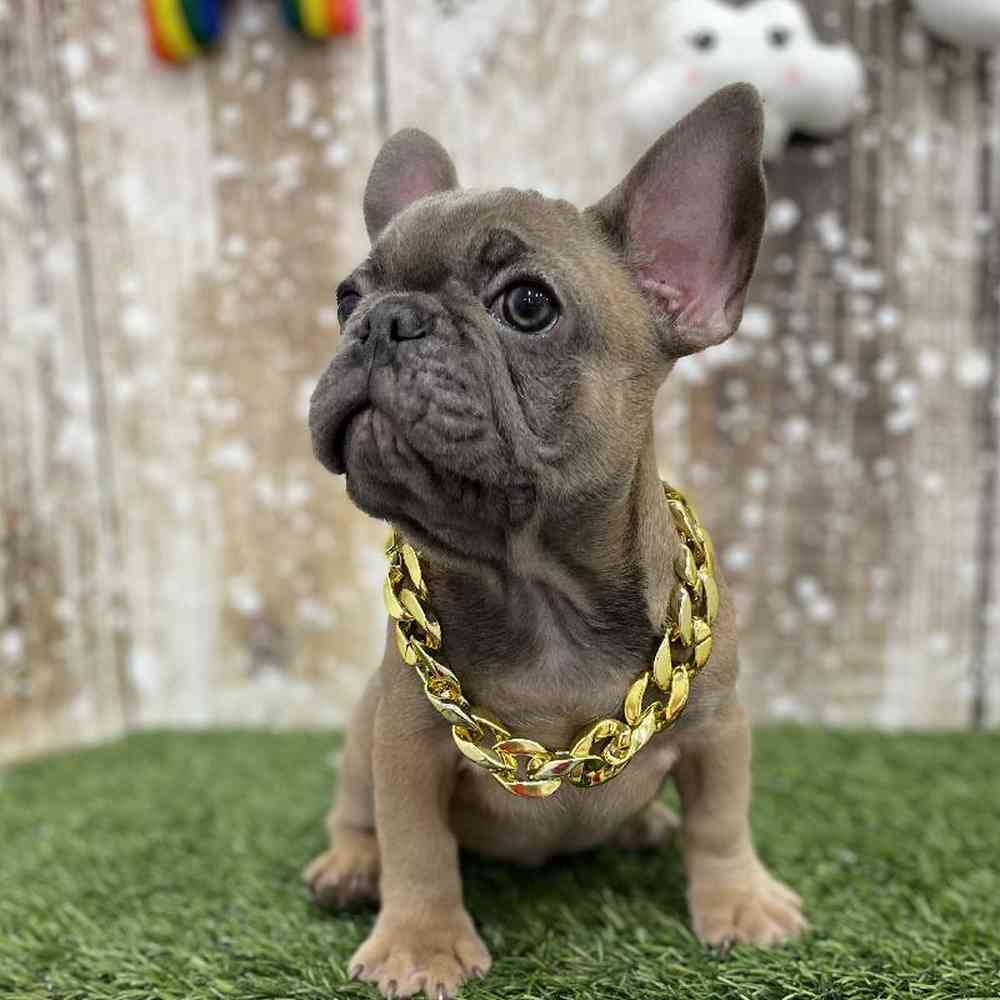 Male French Bulldog Puppy for Sale in Braintree, MA